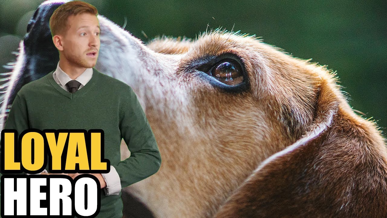 This Dog Walked 200 Miles to Save His Family — The Incredible True Story You Won’t Believe