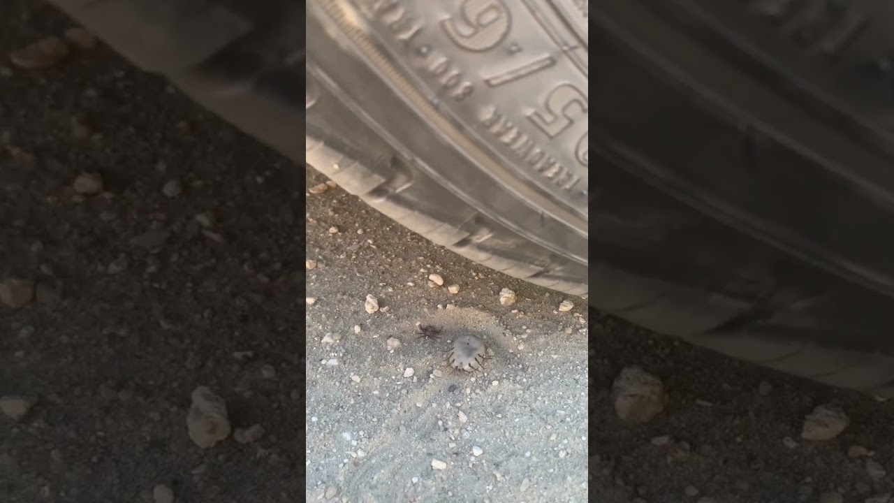 Crushing the World&rsquo;s Biggest Tick with a Car #shorts