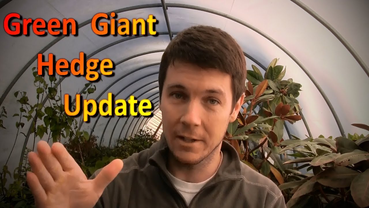 Green Giant Hedge Update | 6 Months in the Ground