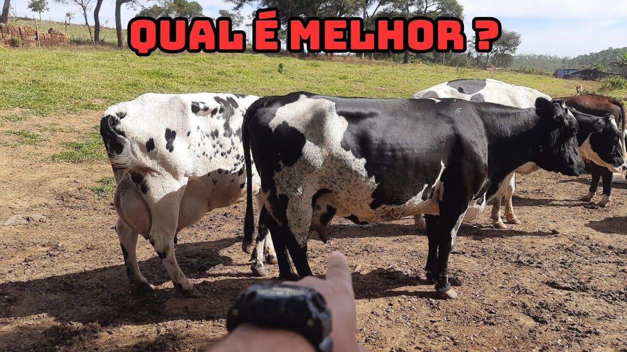 GIROLANDO OU HOLANDESA. Qual é melhor para PECUARIA LEITEIRA ?