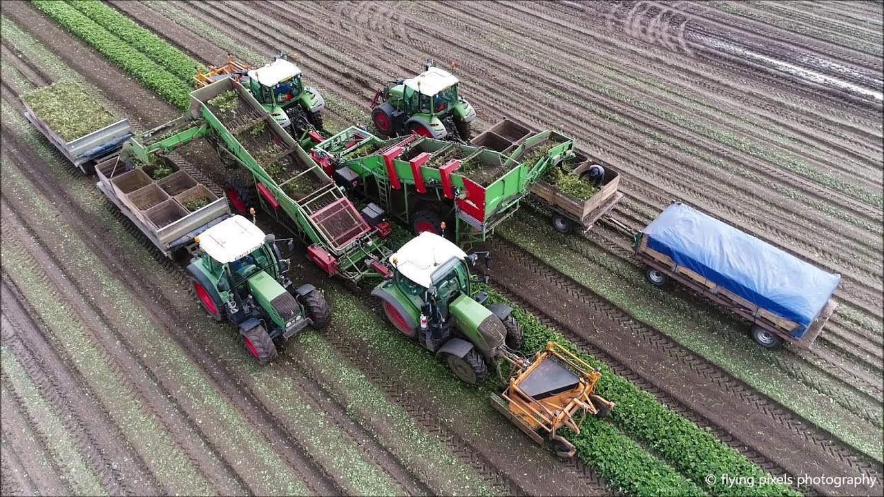 Aardbeiplanten rooien / Harvesting strawberry plants / Erdbeerpflanzen roden / Fendt / Basrijs