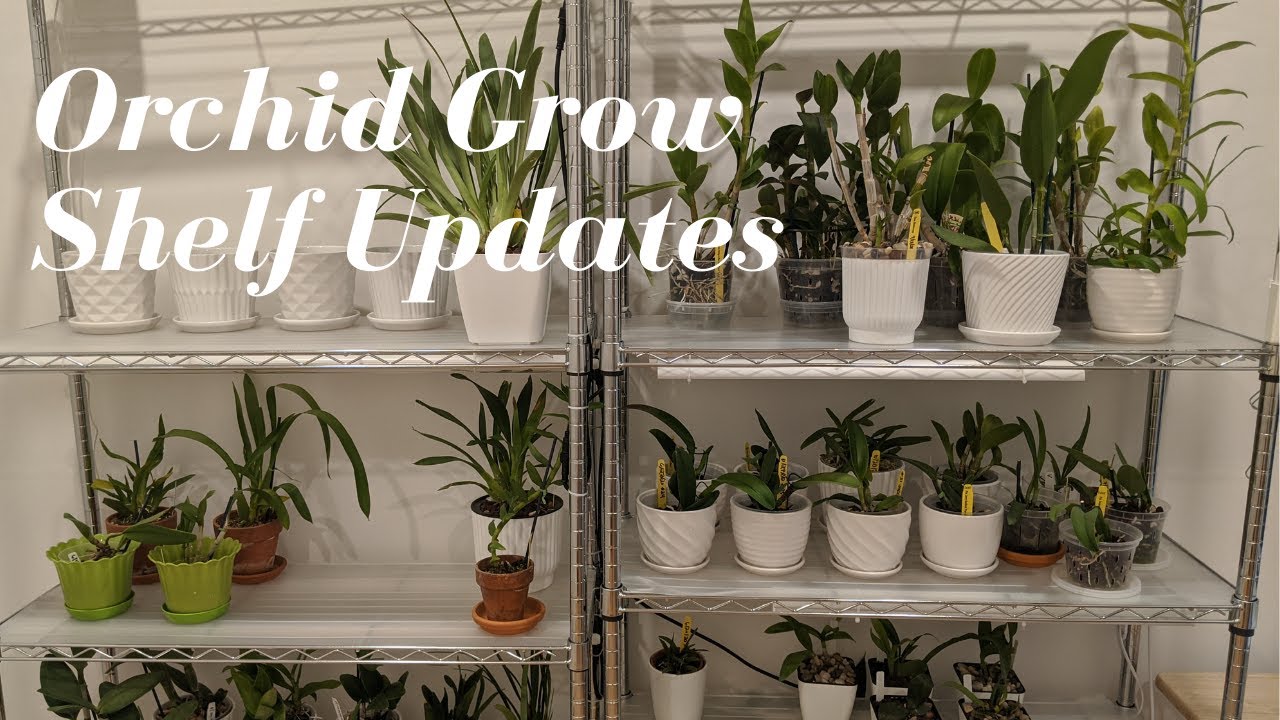 LED Grow Lights for Orchids | Orchid Hobbyist, Monios & Kihung Grow Lights - Apartment Setup Update