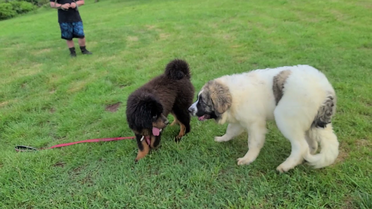 Asianbears.net Tibetan Mastiff vs Pyrenean Mastiff