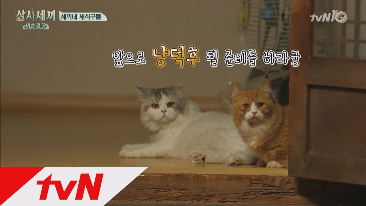 3bobfish 윤집사의 반려묘 몽이&쿵이를 소개한다냥~ 161014 EP.1