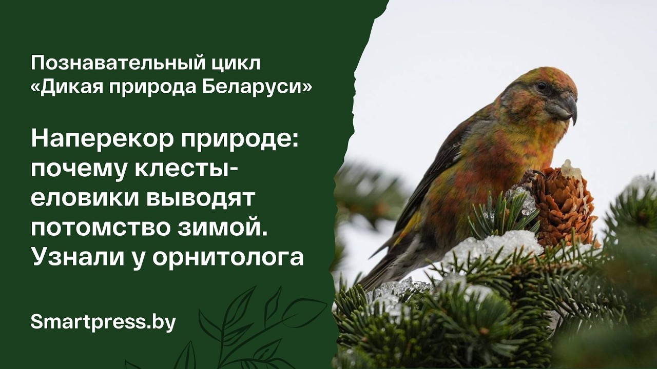 Почему клесты-еловики гнездятся зимой, а их птенцы долго не могут добывать себе еду самостоятельно?