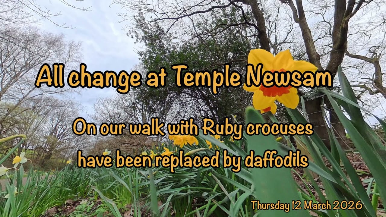 2026 03 Daffodils replace crocuses at Temple Newsam on Ruby's walk.