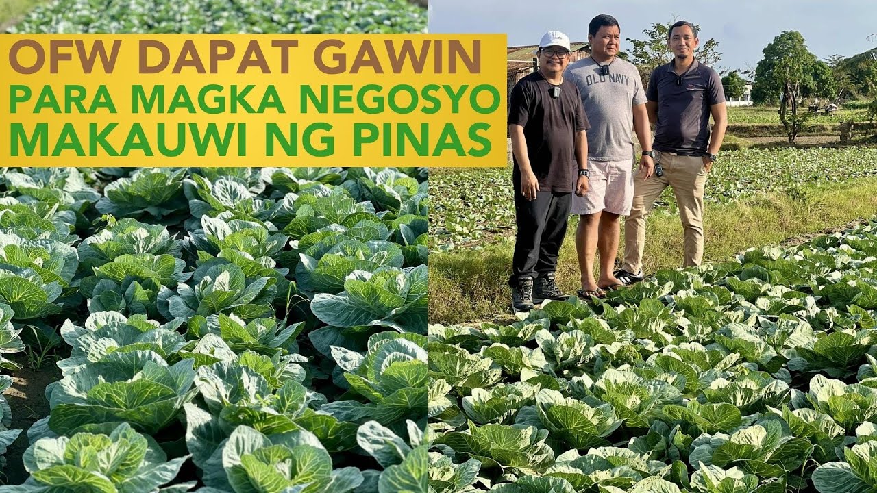 600 SQM na Cauliflower at Cabbage, kayang Kumita ng 50K sa Puhunan na 10K Lang in 45 Days!
