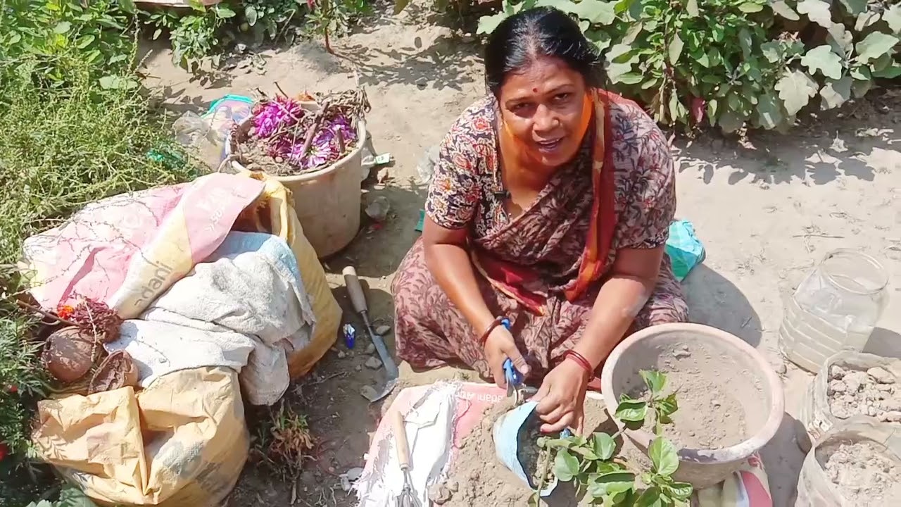 জবা গাছ বসানোর পদ্ধতি/জবা গাছের জন্য সঠিক মাটি তৈরি/নার্সারি থেকে আনা জবা গাছ প্রতিস্থাপন পদ্ধতি 
