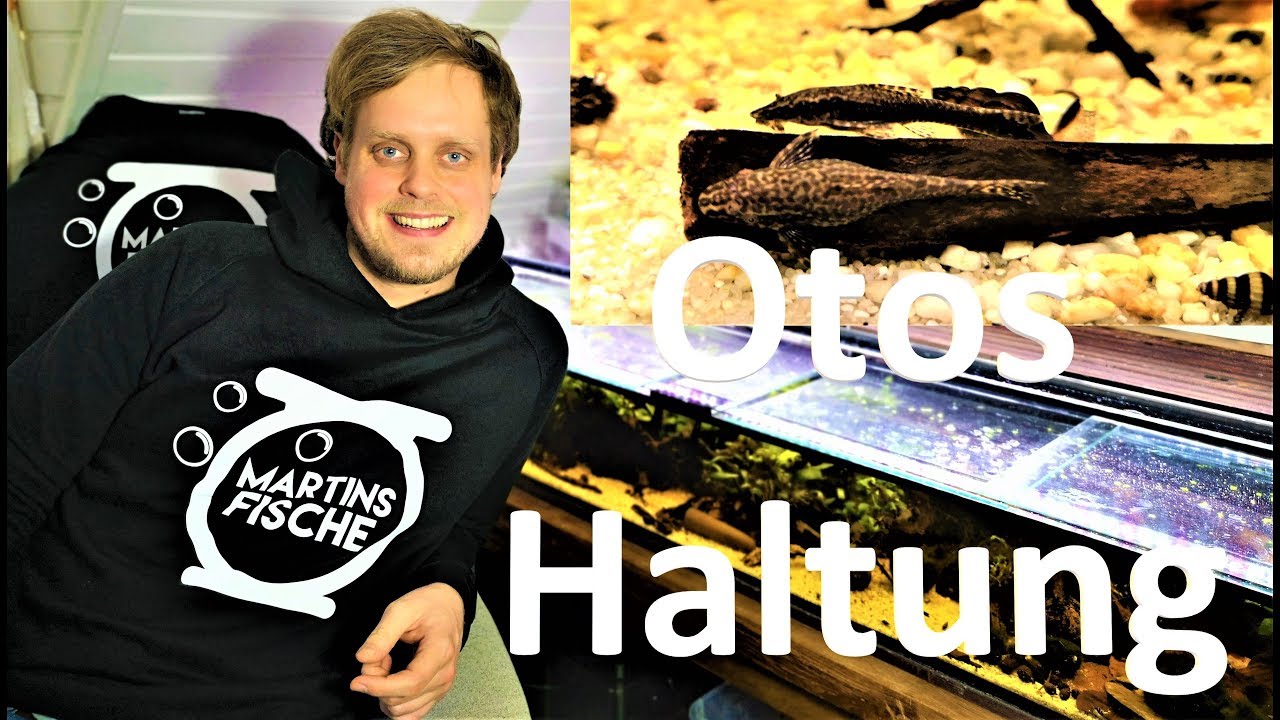 Otos - Ohrgitterharnischwelse, Pflege von Otocinclus und Otothyropsis