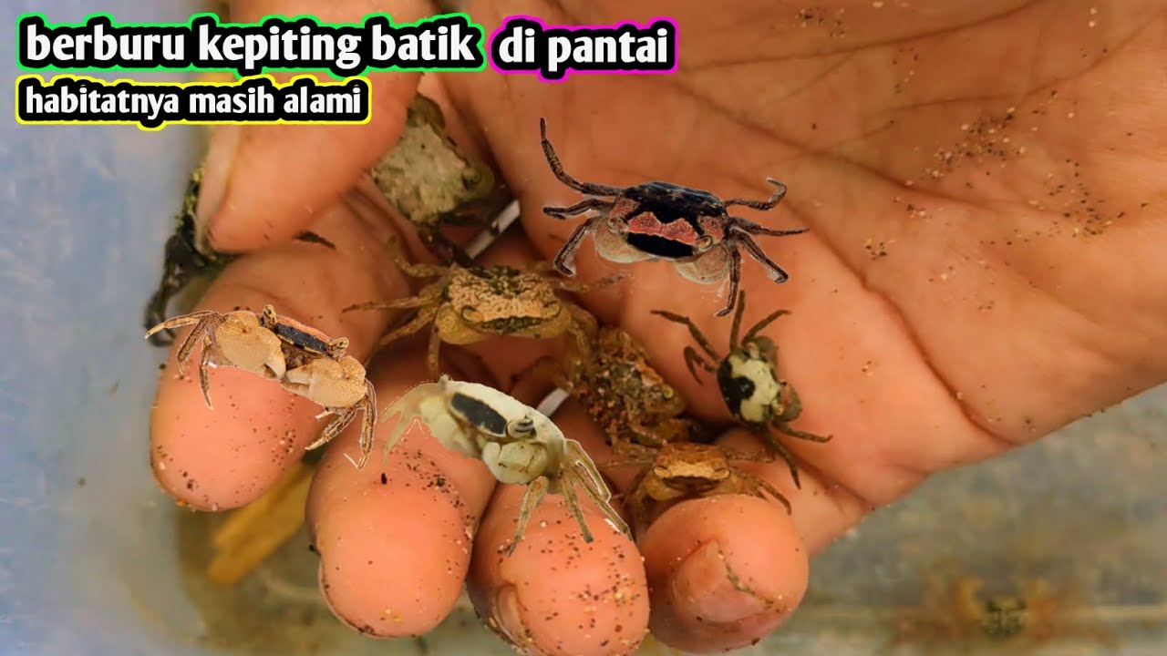 Berburu kepiting marble di pantai alami