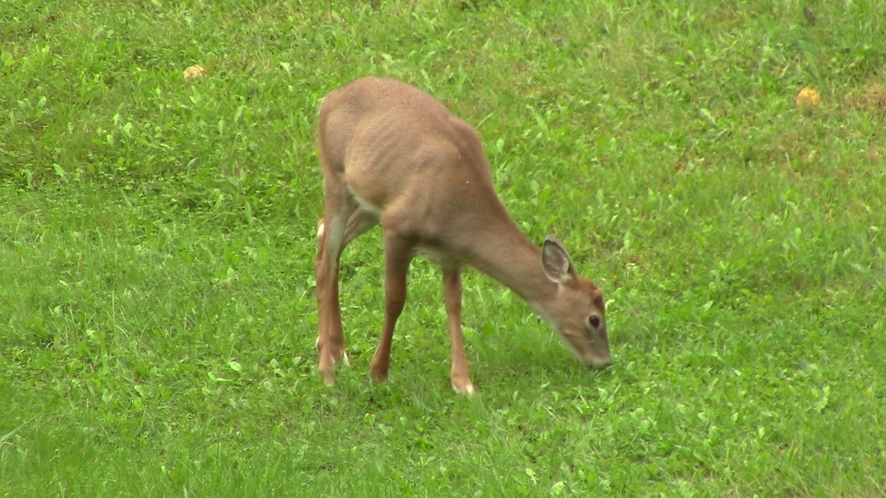Fawn eating a Lawn
