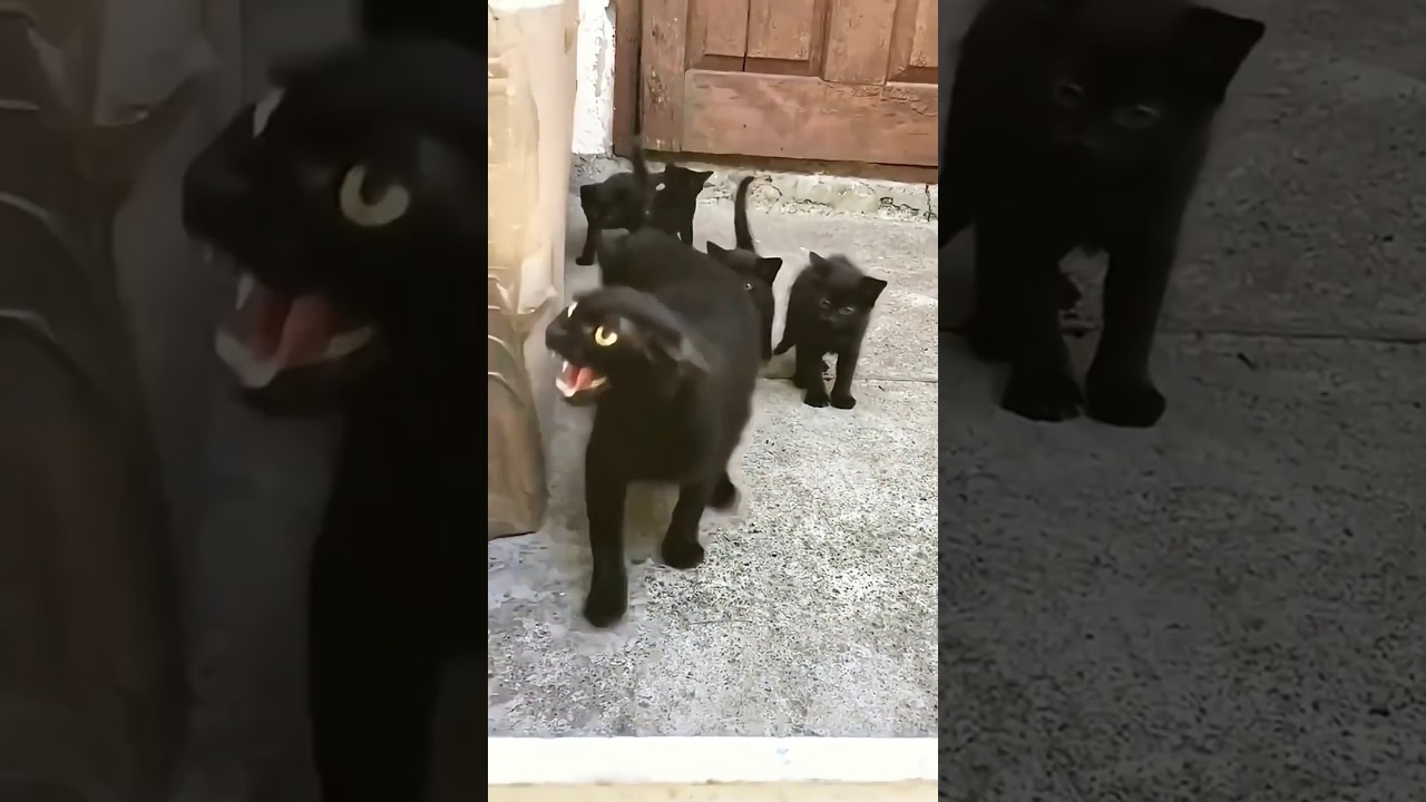 Mother cat protects kittens - Protective Cat MOM 🐈❤️