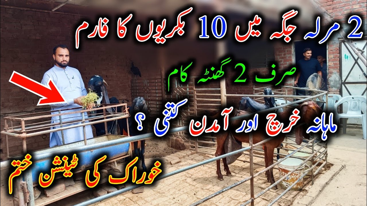 VISIT of A Modern Goat Farming SetUp In Sialkot|| Smart Farming|| Goat Farming Buisness in Pakistan
