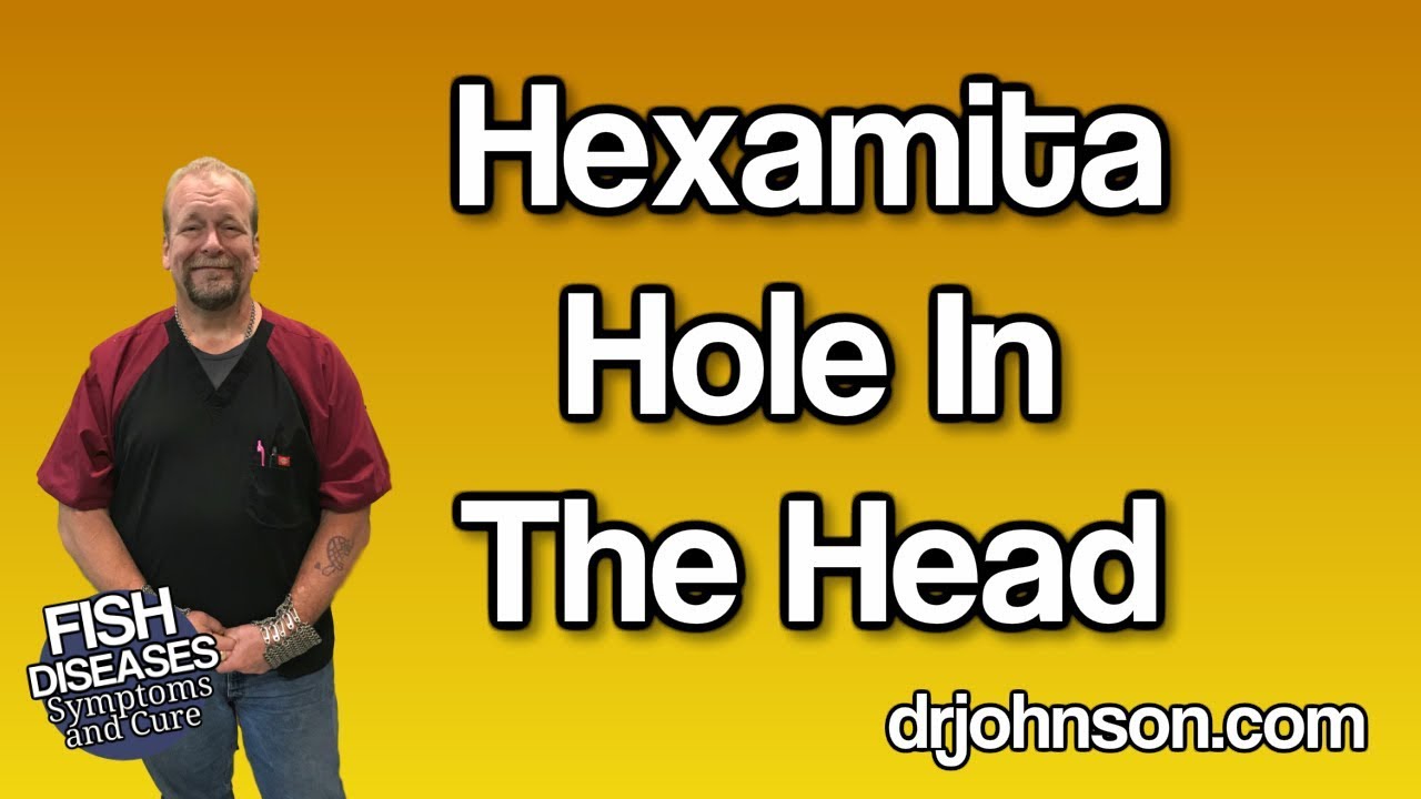 Hexamita Hole in the Head Disease Factors and Treatment