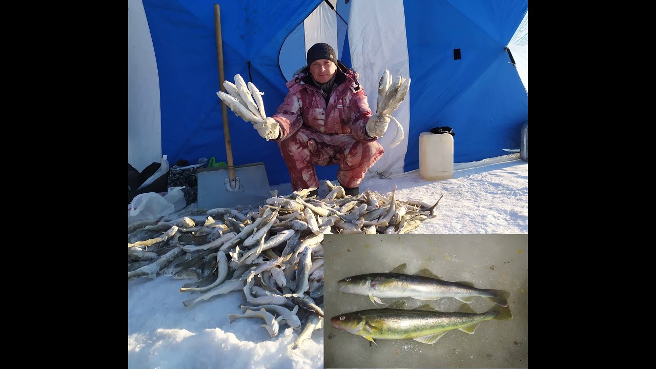 Ловля наваги 27-29 февраля 2022 года. остров Попова п. Лазарев