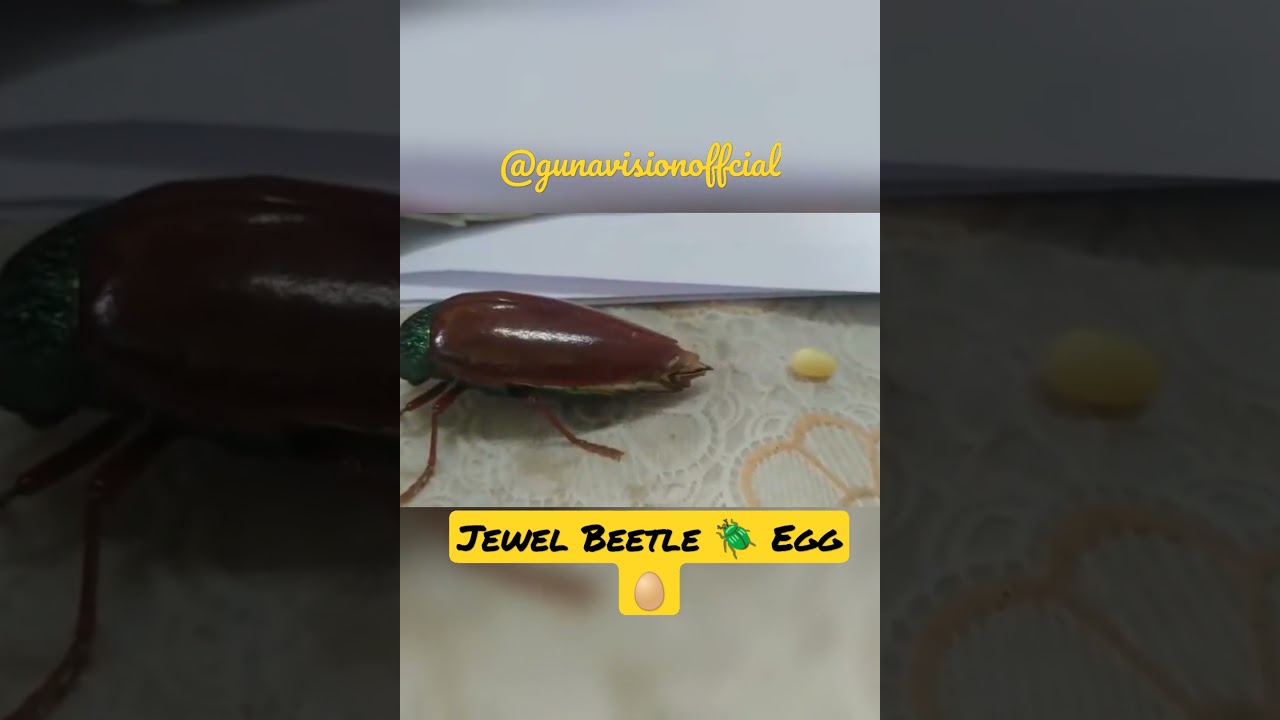 jirangi jewel beetle 🪲 Egg 🥚#shorts #short
