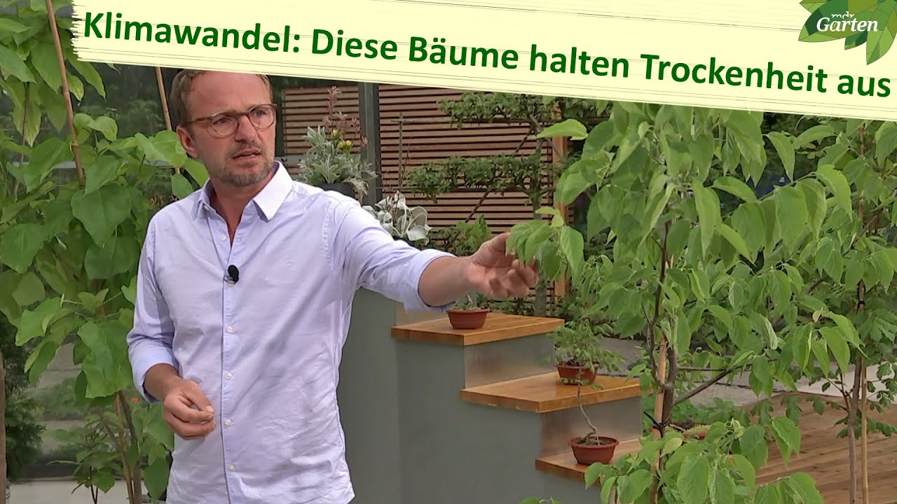 Klimabäume: Gehölze für extremes Wetter | MDR