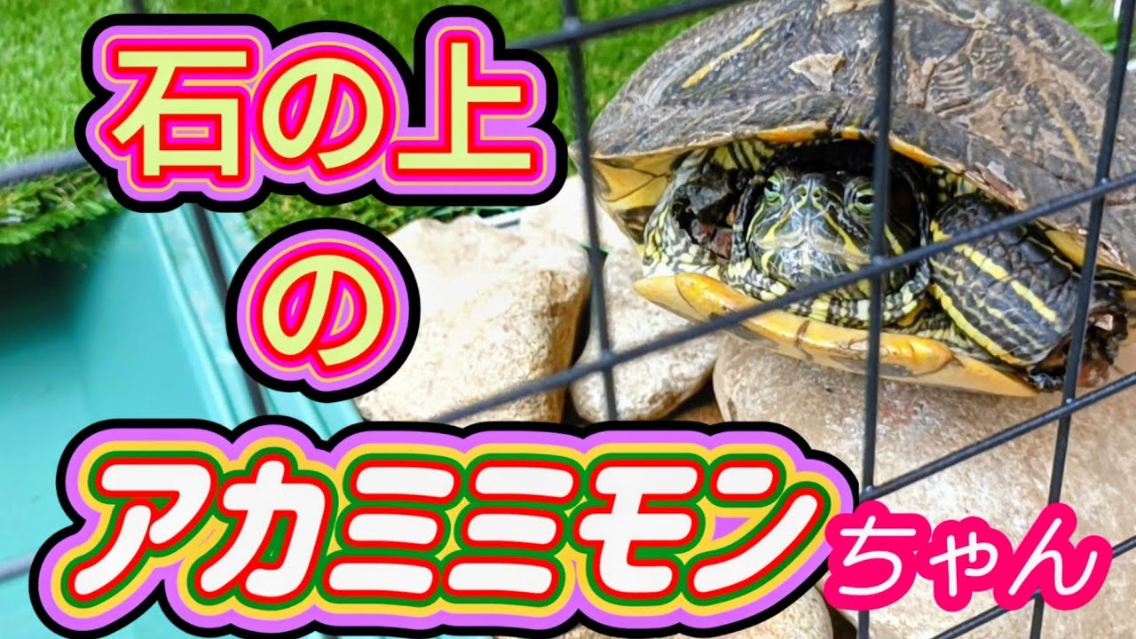 Ｗライト効果？春が近づいたのか！？フットワーク軽くなってきたモン☆今のモンと昔のモン「ナツモン」を愛でる会
