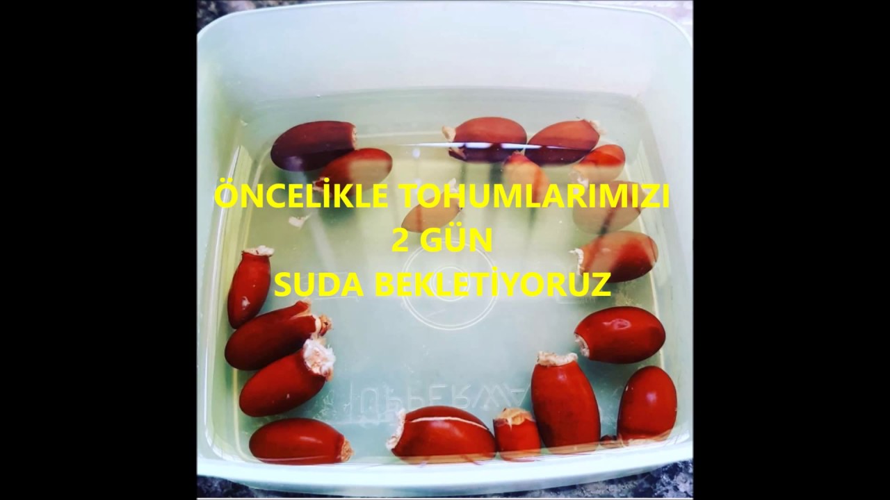 Li&ccedil;i Meyvesi Nasıl Dikilir