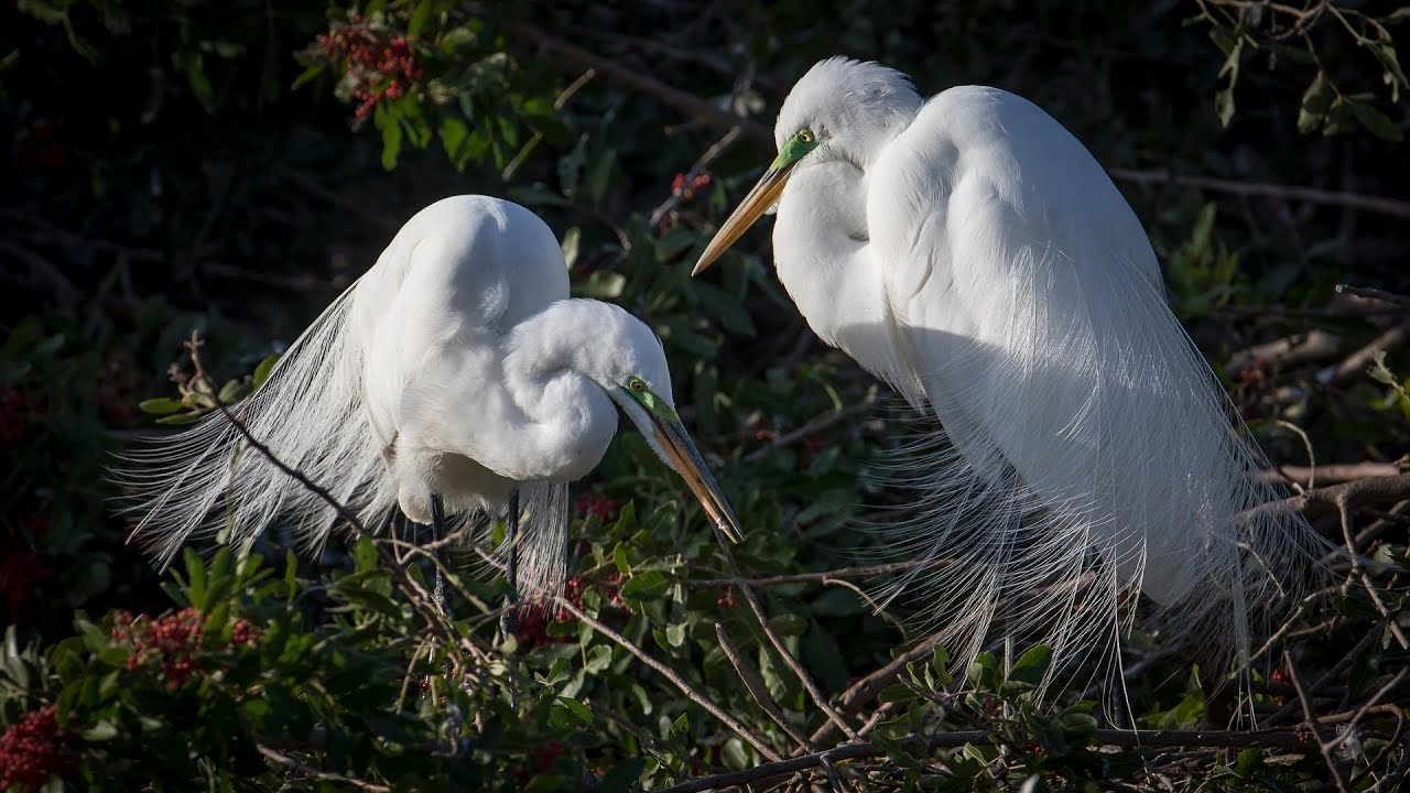 Venice Area Audubon Rookery, FL