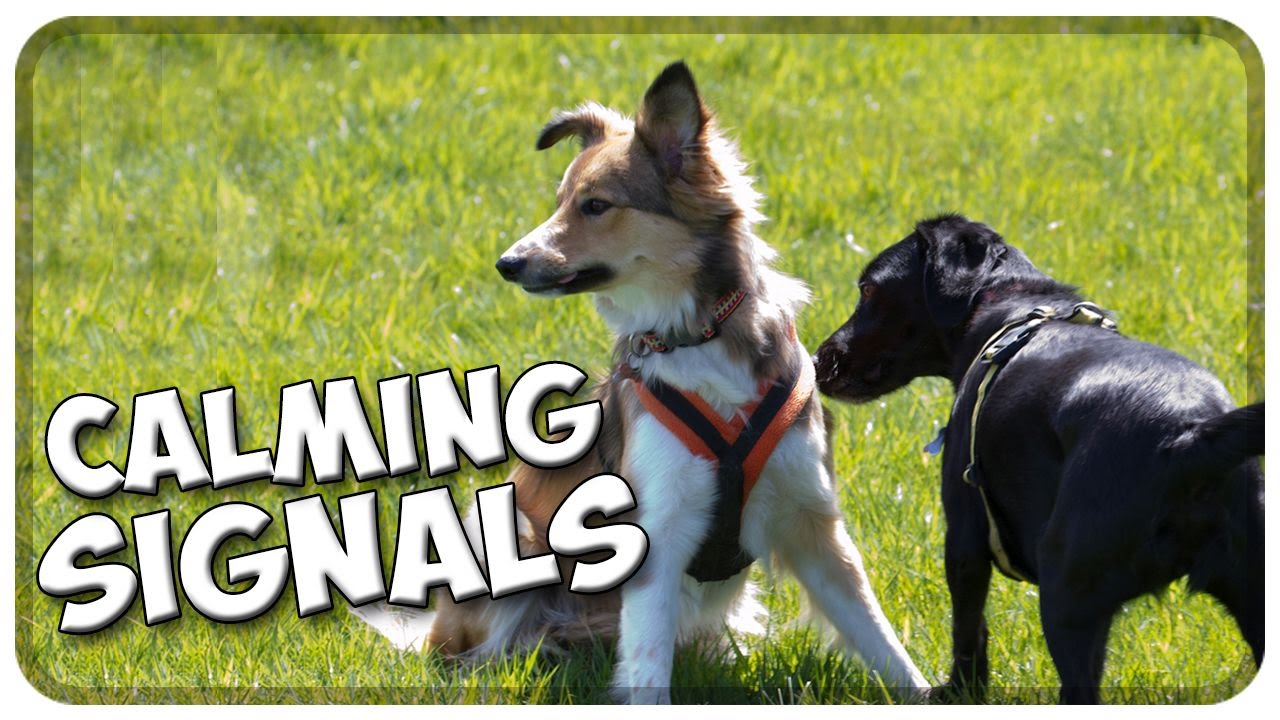 Calming Signals - Beschwichtigungs-Signale vom Hund verstehen! Hundeverhalten richtig deuten!