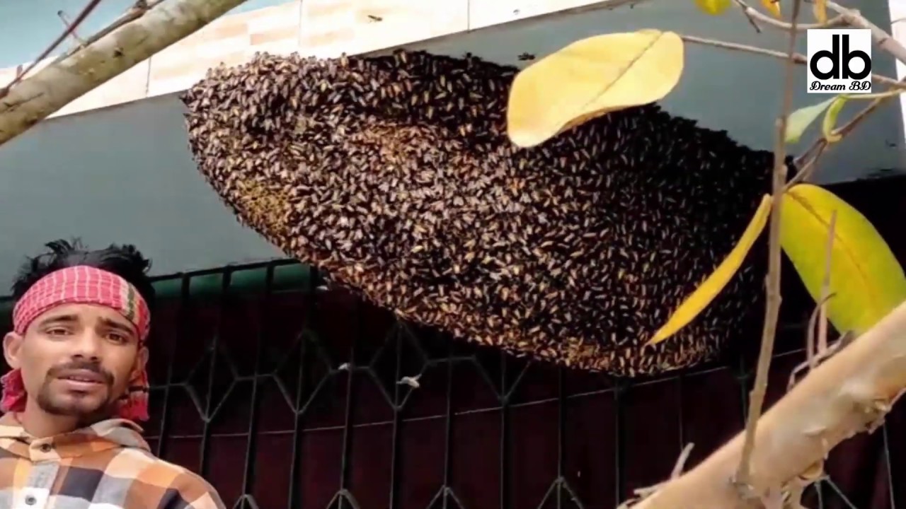 How to honey harvesting from at home with Brave Boy