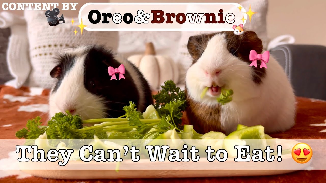 The Cutest Guinea Pig Dinner Ever! 🐹 ASMR Eating Peppers & Parsley