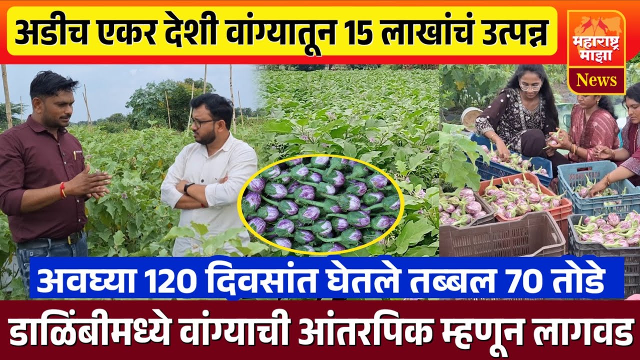 ♦️अडीच एकर देशी वांग्यातून 15 लाखांचं उत्पन्न | अवघ्या 120 दिवसांत 70 तोडे माल 