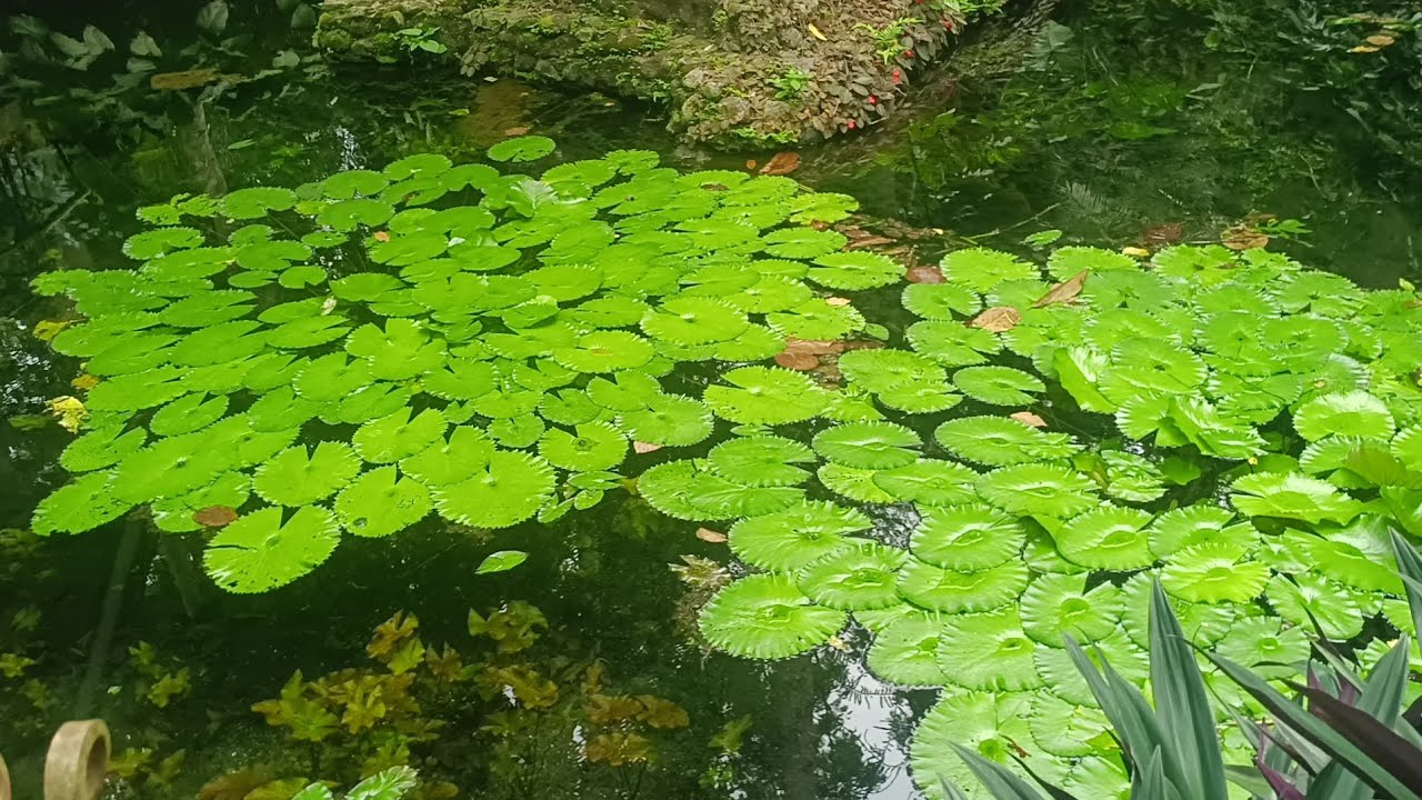 WATER LILIES #trending #beautiful #waterlillies #waterlily