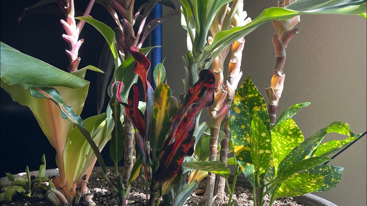 Winter Prep for Tropical Plants in the Desert at Abah Garden in Las Vegas 