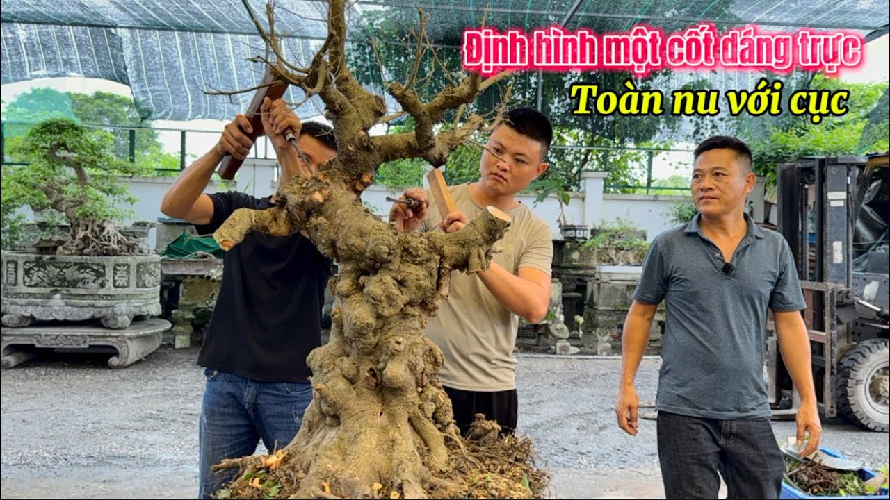 Nam Lê Bonsai | Xử Lý Cây Dáng Trực Nu Cục Toàn Thân cho Anh Em Ninh Bình