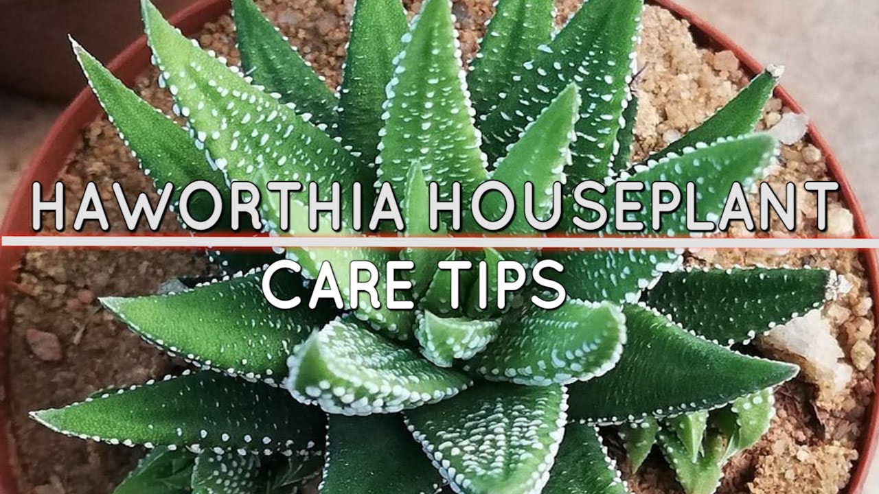 Haworthia Houseplant Care (The Right Way)