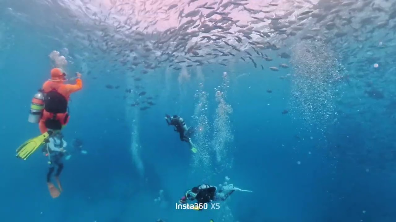 Palau 0213 德國水道 manta