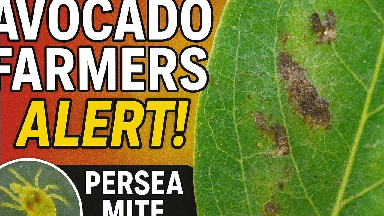 Persea Mite in Avocados 🥑 | Identification, Damage & Control Guide