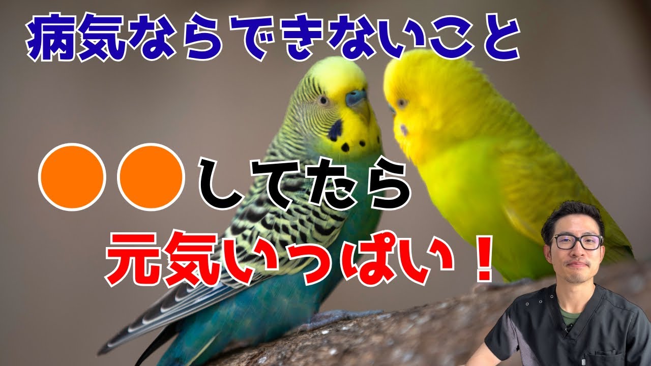 【質問コーナー】インコが犬用フードを食べてしまっても大丈夫？セキセイインコの産卵をどうやって止めればいいでしょうか？行機とペットショップのホテル、帰省時にどちらを選ぶ？などにお答えしました！