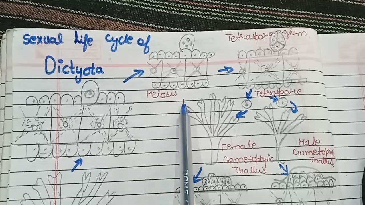 Dictyota lifecycle||Sexual reproduction lifecycle in Dictyota ||Dictyota lifecycle 🌿🌿🌿