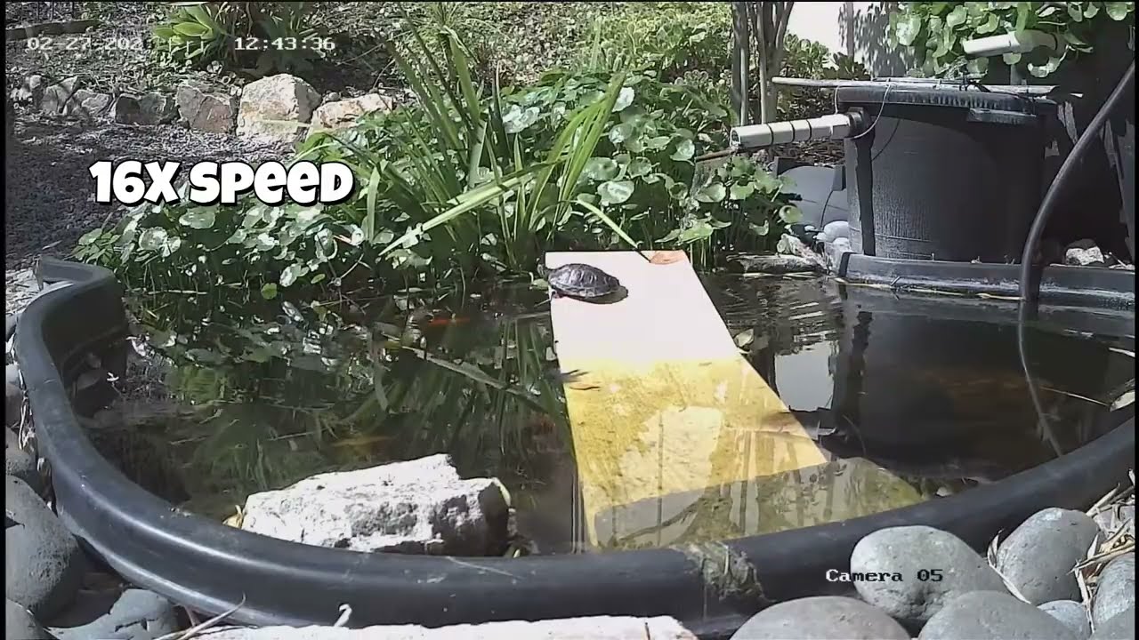 Fun day for my Pond Turtle.