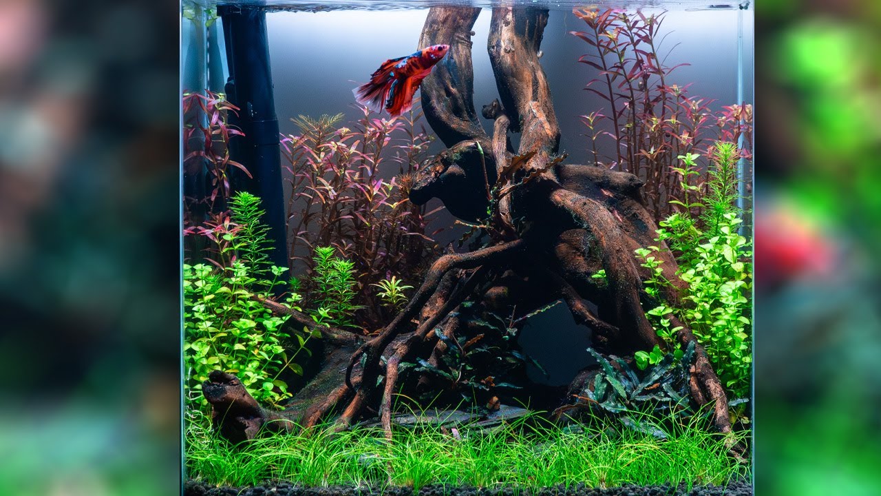 ZAKŁADANIE AKWARIUM 27L HIGH TECH DLA BOJOWNIKA 'KOI'