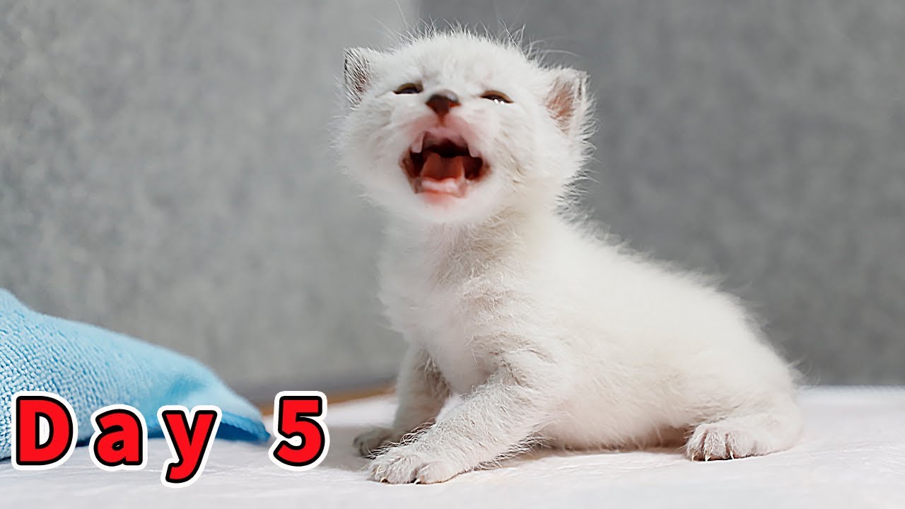 [День 5] Котенок мяукает энергично и хорошо реагирует! Постепенно привыкает к своему хозяину.