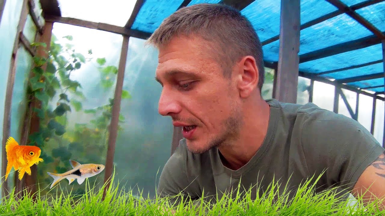 ТЕПЛИЧКА ПОД КОНЕЦ СЕЗОНА! АКВАРИУМНЫЕ РЫБКИ В ТЕПЛИЦЕ!!!
