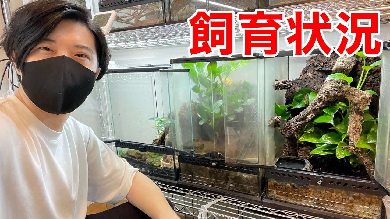 ガラス細工のようなカエルの現状をお見せします