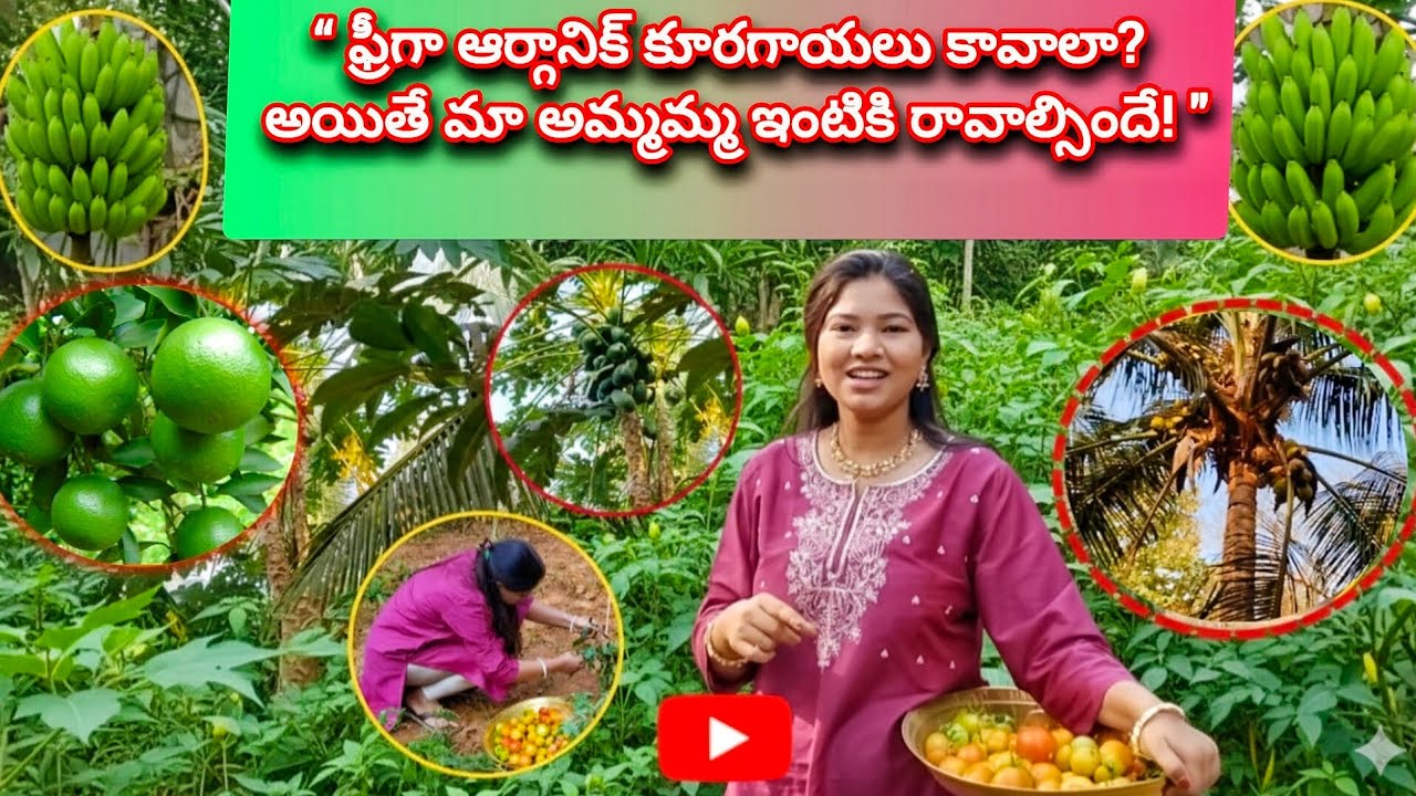అమ్మమ్మ గారి తోట విశేషాలు 🌿🍅 🥥 🍌🍊 many more ...... 