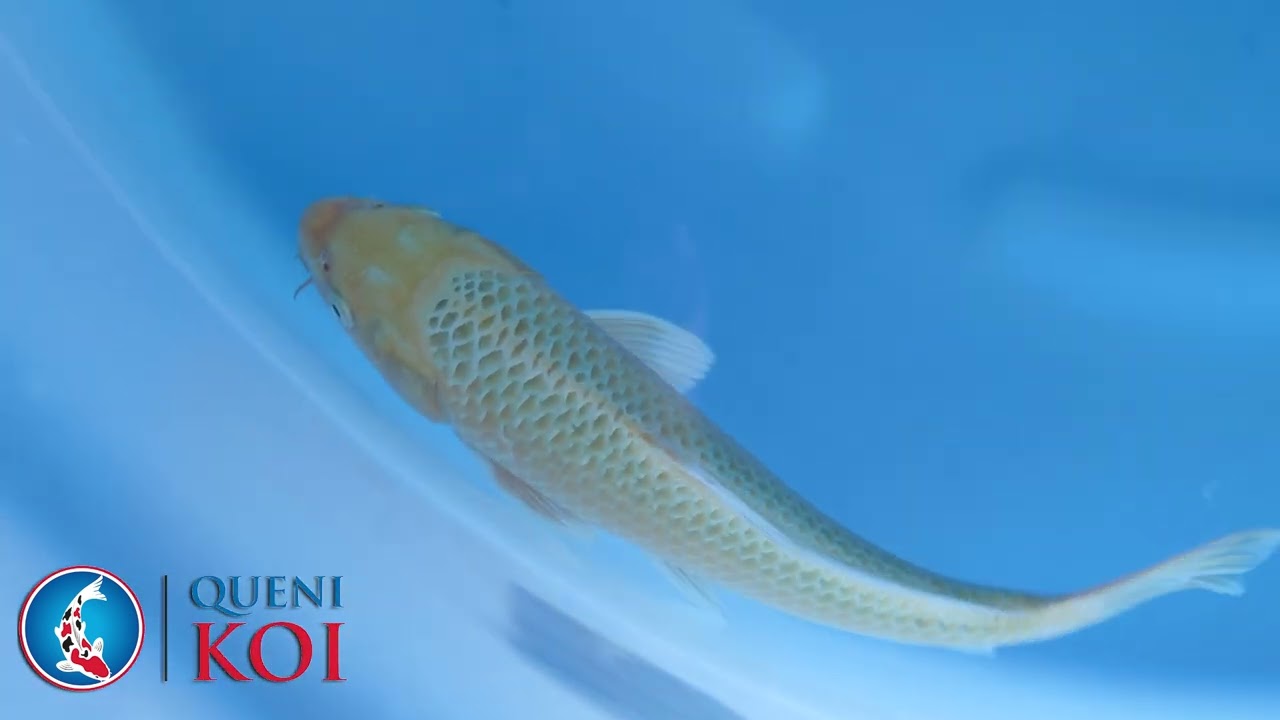 Queni Koi   S25Htm03