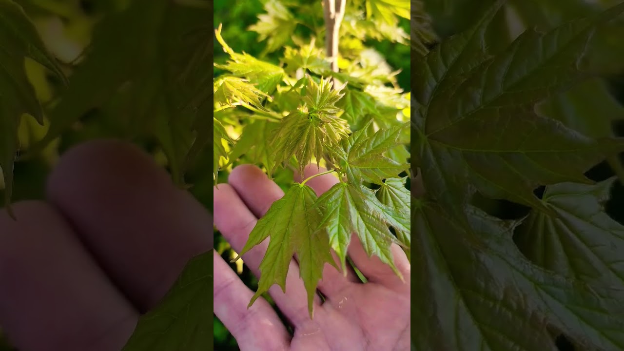 Acer saccharum na primavera 🍁🍂🌲..plantas outonais e con&iacute;feras raras