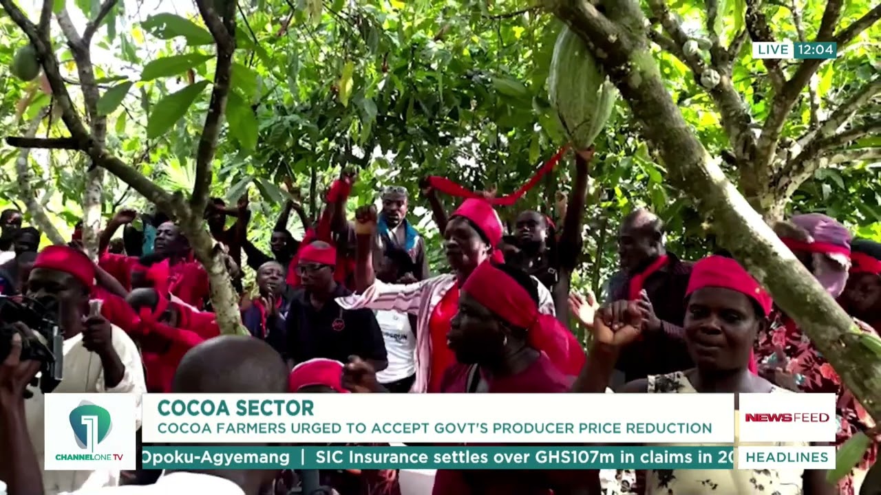 Cocoa Farmers Urged to Accept Government&rsquo;s Producer Price Reduction Amid Sector Reforms