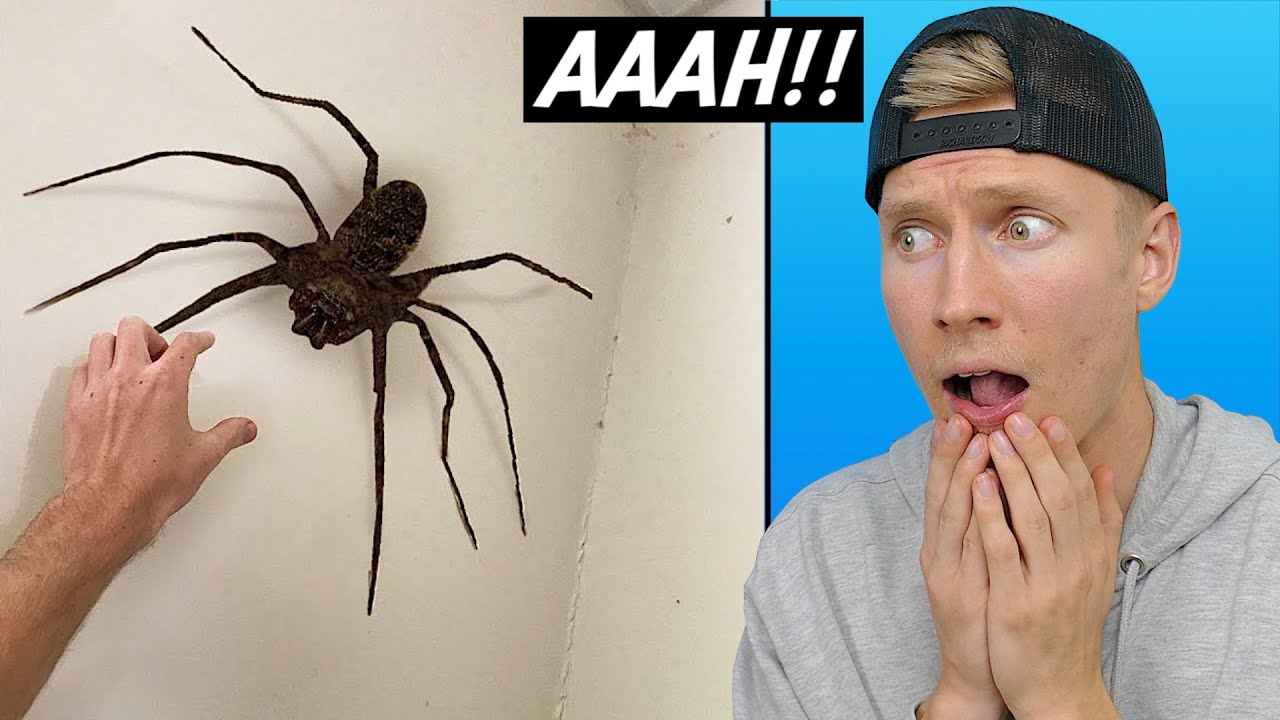 Försök att inte SKRIKA.. (LÄSKIGT)