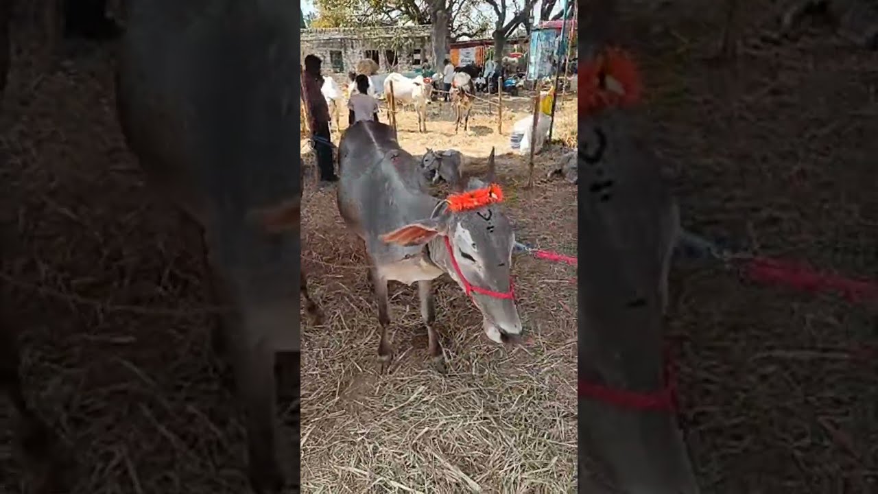 ಮಹಾಶಿರಾತ್ರಿ ಪ್ರಯುಕ್ತ ಬಸವಣ್ಣ ದೇವಸ್ಥಾನ ತೋಟಗೆರೆ ಹೆಸರಘಟ್ಟ/ ಎತ್ತುಗಳ ಜಾತ್ರಾ ಮಹೋತ್ಸವ