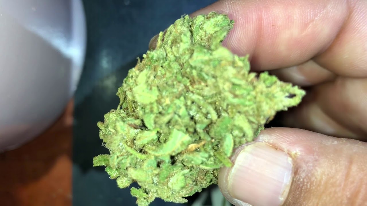 Mendo Breath harvest to DABZ 2019