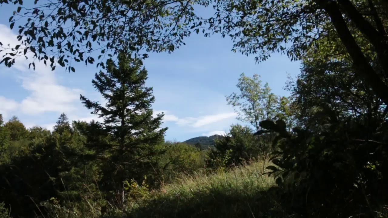 Relaxing Summer Breeze 1 Hour / Sound of Wind and Leaves Rumbling