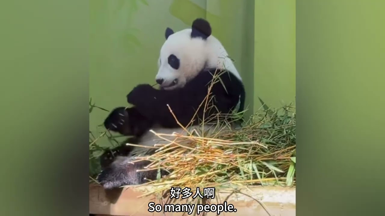 妹珠吃完內展的竹筍自己去外場上廁所，找吃的，找不到回來找媽媽玩，媽媽要睡了，妹珠好乖自己去吃竹子#panda  #cutepanda #熊貓妹珠 #熊貓妹豬
